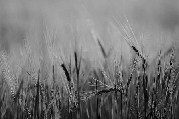 getreideernte hintergrund krise landwirtschaft