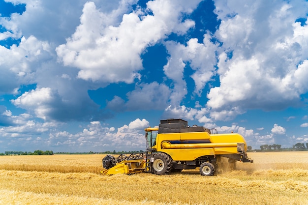 Getreideernte Mähdrescher an einem sonnigen Tag. Gelbes Feld mit Korn. Landtechnik arbeitet im Feld.