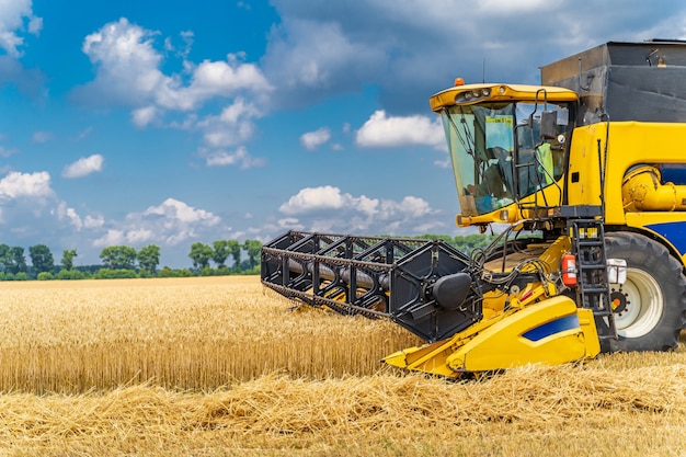 Getreideernte Mähdrescher an einem sonnigen Tag. Gelbes Feld mit Korn. Landtechnik arbeitet im Feld.