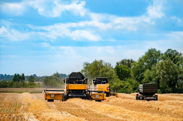 Getreideerntemähdrescher an einem sonnigen Tag. Gelbes Feld mit Getreide. Landtechnik arbeitet im Feld.