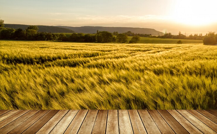 Foto getreidefeld an einem windigen, sonnigen tag