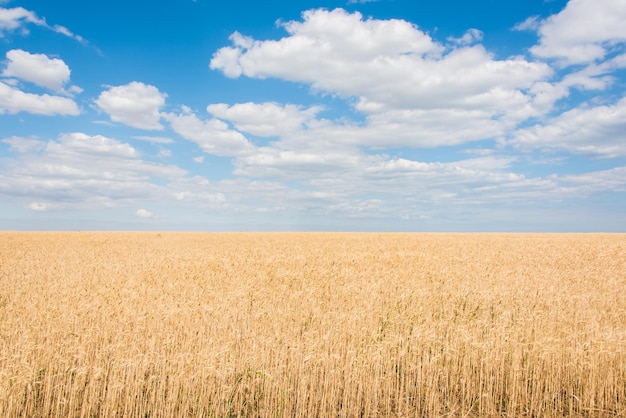 Getreidefeld. Horizont