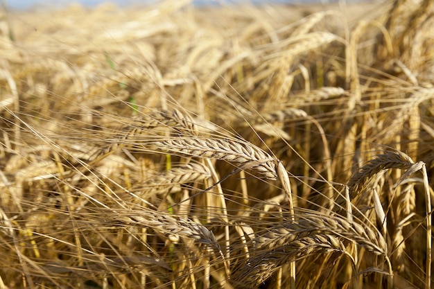 Getreidefeld im Sommer - ein landwirtschaftliches Feld mit vergilbtem reifem Getreide im Sommer