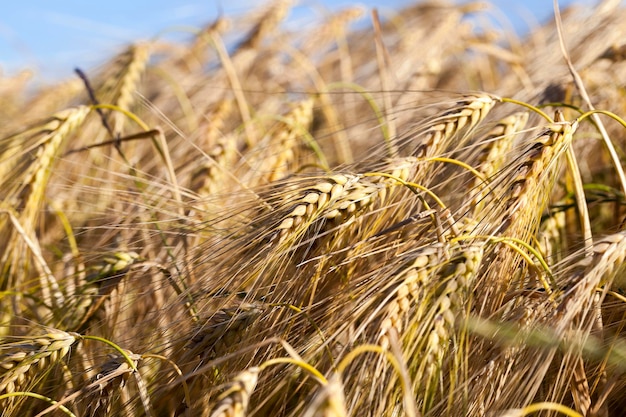 Getreidefeld im Sommer