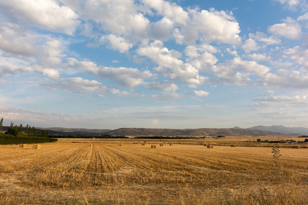 Getreidefeld unter blauem Himmel