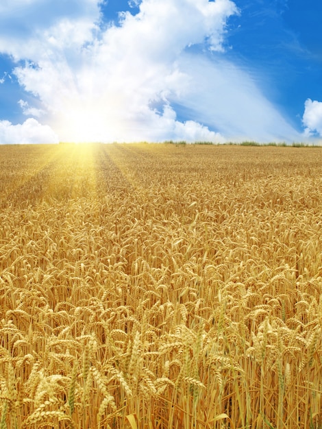 Getreidefeld unter schönem Himmel mit Sonne