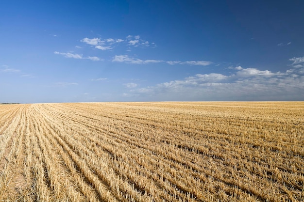 Getreidefeldlandschaft nach der Ernte Heuballen auf dem Feld