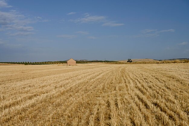 Getreidefeldlandschaft nach der Ernte Heuballen auf dem Feld