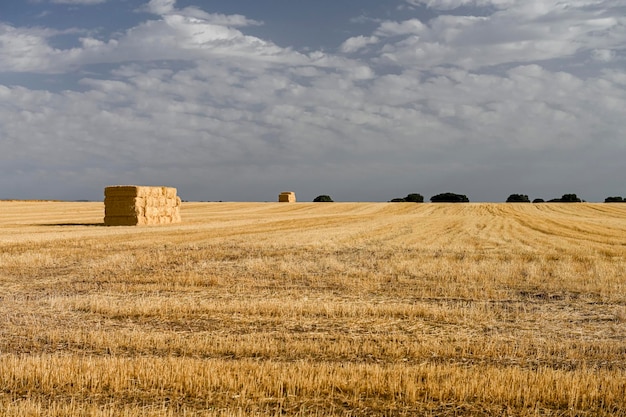 Getreidefeldlandschaft nach der Ernte Heuballen auf dem Feld