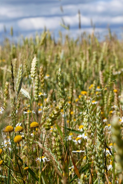 Getreidepflanzen beim Anbau im Freiland im Sommer