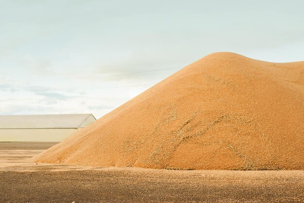 Foto getreidespeicher-silos erntekonzept getreide-hügel weizen roggen gerste mais raps usw. getreidelager