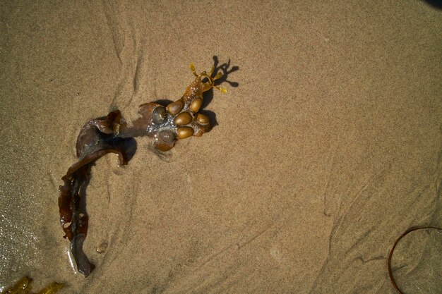 Getrocknete Algen liegen im Sand