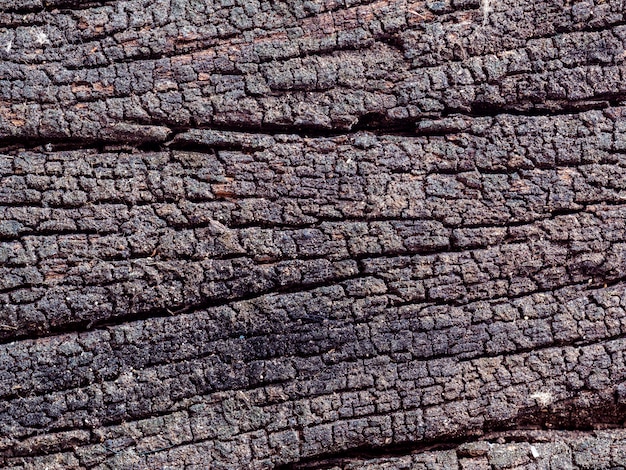 Getrocknete Beschaffenheit der Nahaufnahme der dunkelbraunen Barke.