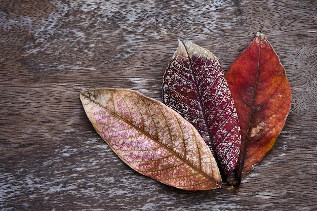 Getrocknete Blätter des Herbstes auf Holztisch