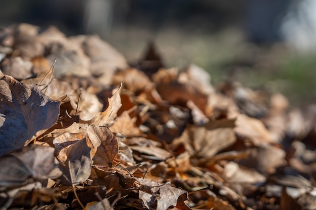 Getrocknete Blätter im Herbst