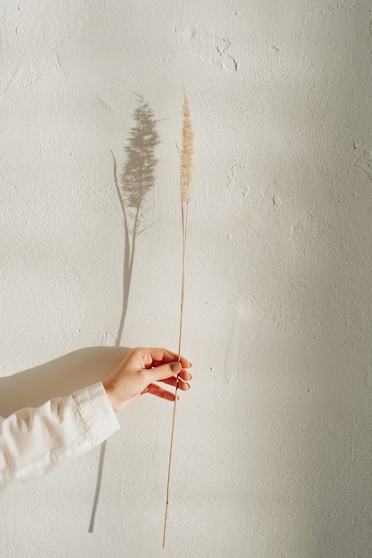 Getrocknete Blume und ihr Schatten auf dem Hintergrund einer weißen Wand und der Hand einer Frau