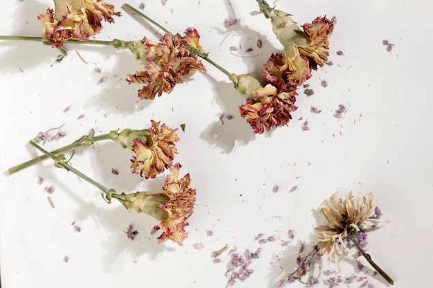 Getrocknete Blumen auf hellem Hintergrund