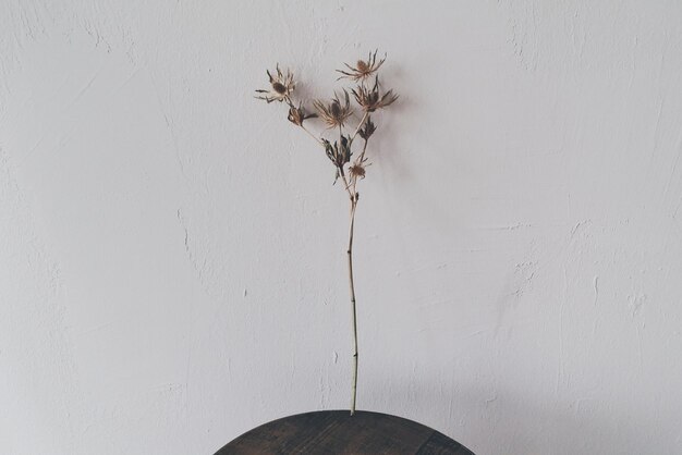 Foto getrocknete blumen gegen die wand zu hause