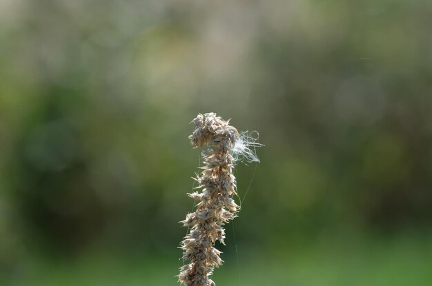 Foto getrocknete blumen