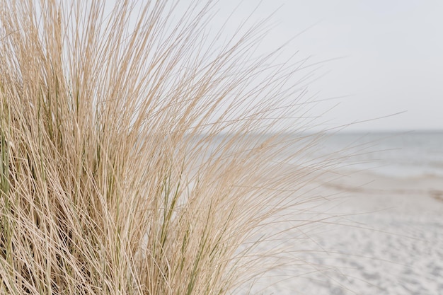 Getrocknete Grashalme am Strand mit weißem Sand, neutrale beige Farben, Naturlandschaft