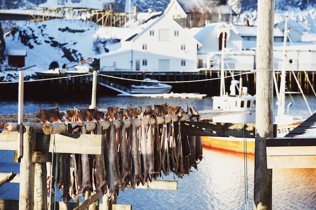 Getrocknete Kabeljauköpfe hängen am Trockengestell. Lofoten-Inseln. Norwegen