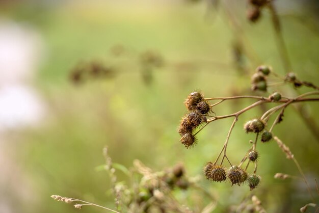 Getrocknete Klette inmitten von grünem Gras