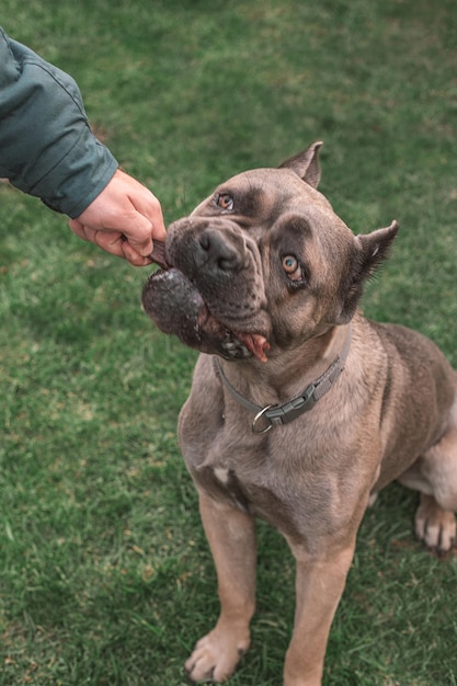 Getrocknete Leckerli für Hunde Ein Hund Cane Corso fragt den Besitzer nach seinem Lieblingsleckerli Belohnen Sie den Hund mit einem getrockneten Leckerli Set mit Hundeleckerlis