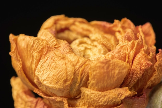 Getrocknete orangefarbene Ranunkelnblüte auf schwarzem Hintergrund