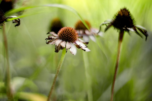 Getrocknete rosa Echinacea blüht im Garten. Natürlicher unscharfer Hintergrund. Herbstthema.