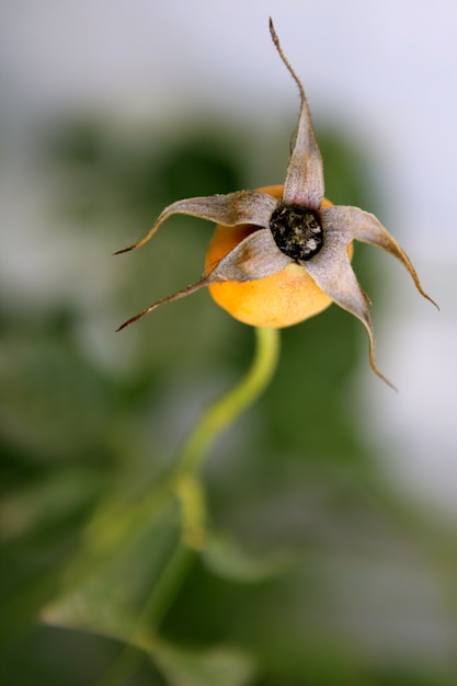 Getrocknete rosafarbene Blumenknospe auf einer Anlage