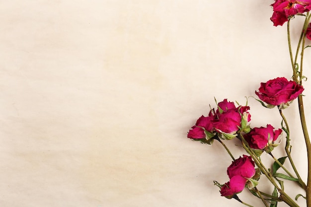 Getrocknete Rosen auf Blatt Papierhintergrund