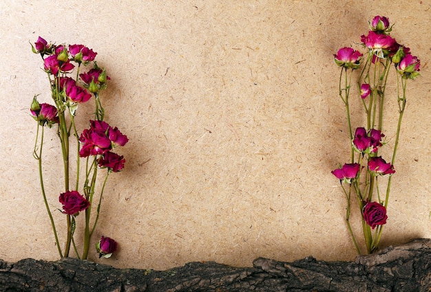 Getrocknete Rosen mit Rinde auf Sperrholzhintergrund