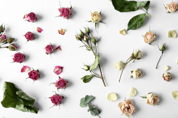 Getrocknete Rosenknospen auf weißem Hintergrund