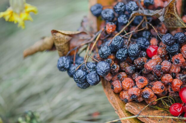 Getrocknete rote Beeren von Viburnum und schwarzer Apfelbeere