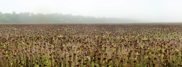 Getrocknete Sonnenblumen auf einem Feld im Herbst mit Nebel an einem regnerischen Tag
