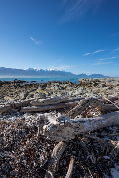 Getrockneter Baum am Strand