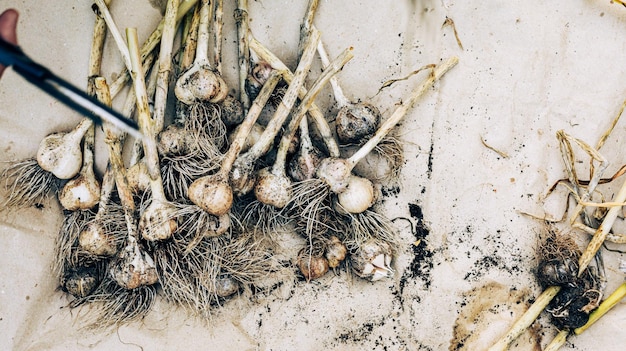 Getrockneter geernteter Knoblauch auf Pergamentpapierhintergrund