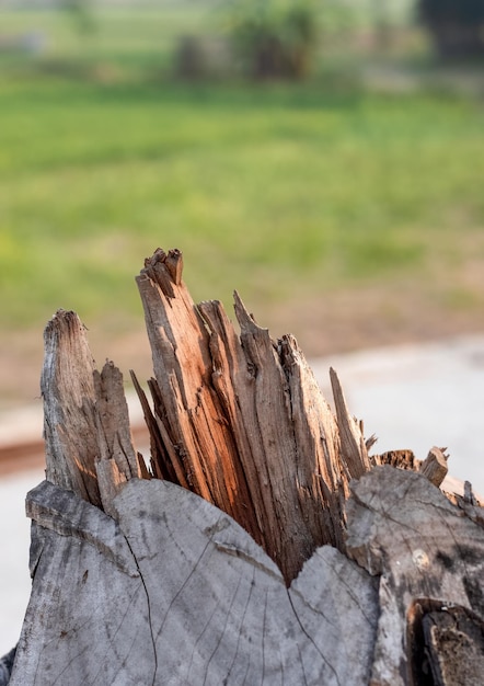 Getrockneter Holzstumpf hautnah mit selektivem Fokus