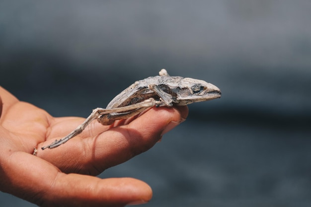 Getrockneter toter Frosch, der sein Körperskelett auf der Hand zeigt, isoliert auf weiß