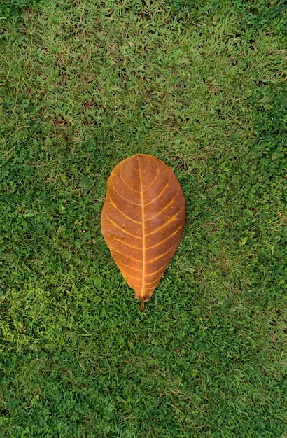 Getrocknetes Blatt auf frischem grünem Gras