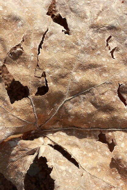 Getrocknetes Blatt im Herbst