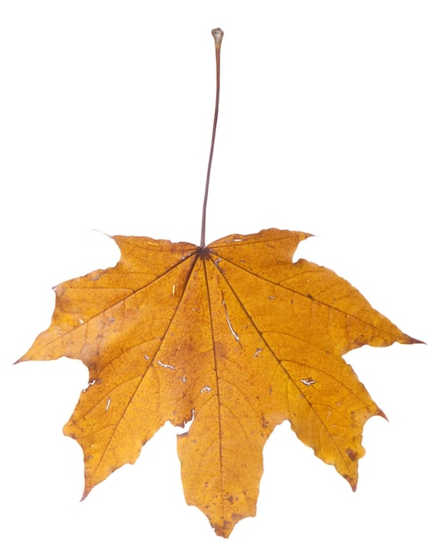 Foto getrocknetes herbstblatt isoliert