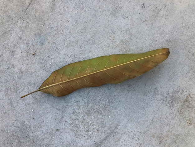 Getrocknetes Mangoblatt lokalisiert auf einem weißen Hintergrund