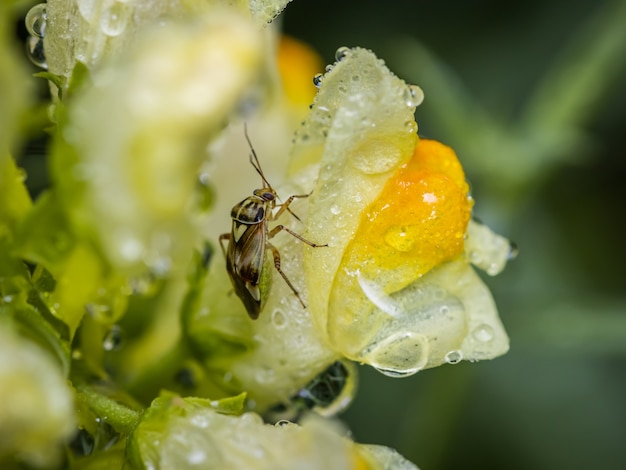 Getrübte Pflanzenwanze auf einer feuchten Wildblume