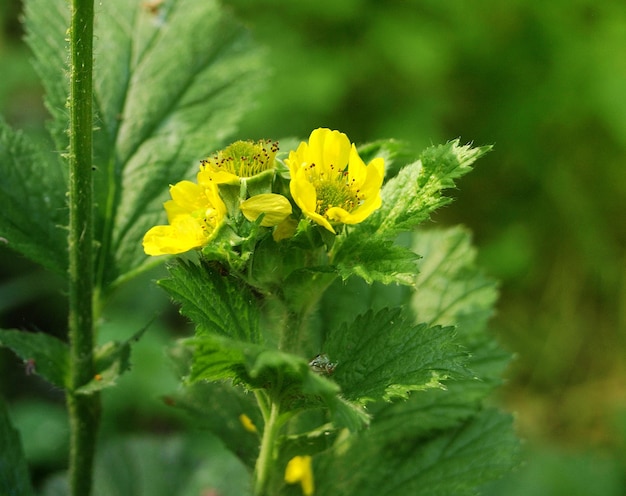 Foto geum aleppicum avens comum geum urbanum