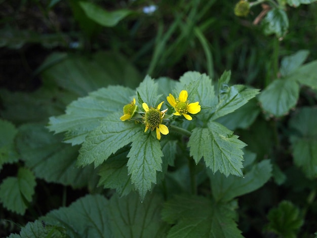 Geum aleppicum avens común Geum urbanum o raíz de clavo