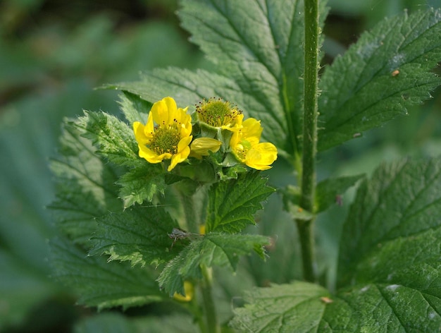 Geum aleppicum avens común Geum urbanum o raíz de clavo