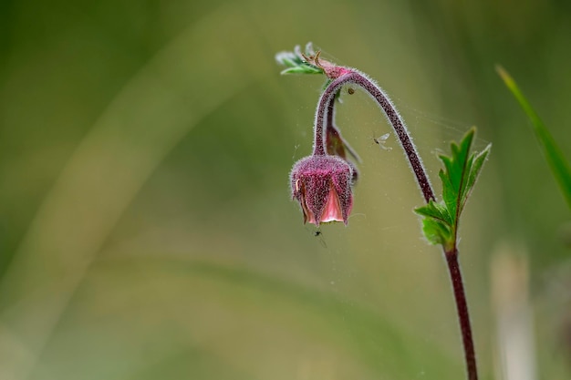 Geum rivale Blume isoliert auf natürlichem Hintergrund