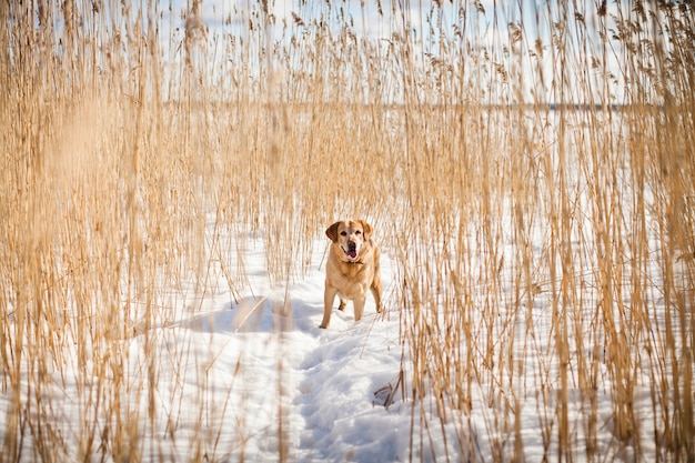 Gewachsener Labrador-Retriever-Hund, der an einem sonnigen Wintertag zwischen trockenem Schilf im Schnee geht