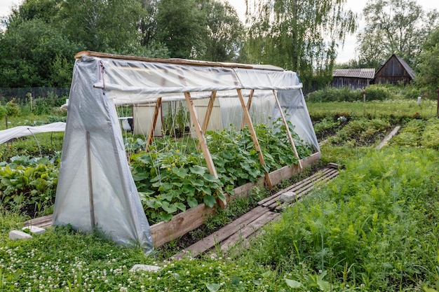 Gewächshaus für Gurken im Garten